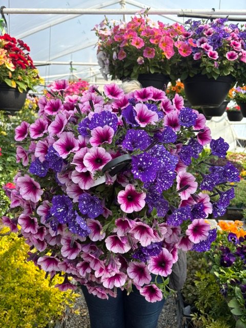 Lush pink and purple flowering hanging basket