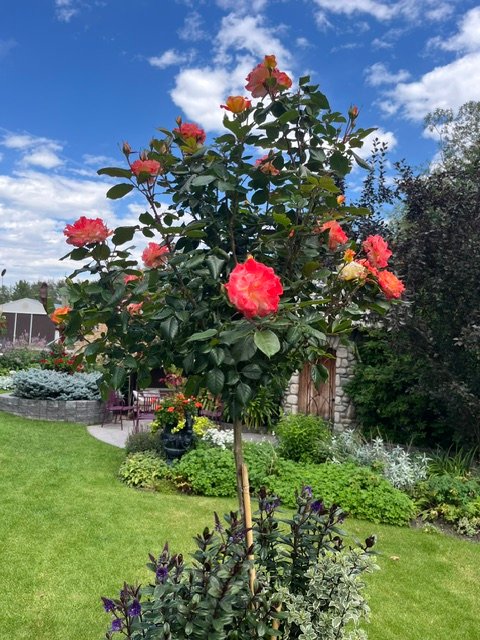 Rose tree covered in pink flowers in a landscaped garden