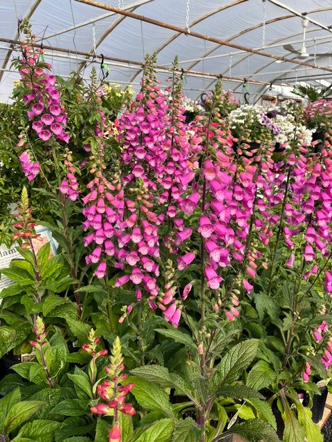 Tall pink foxglove flowers growing in a greenhouse