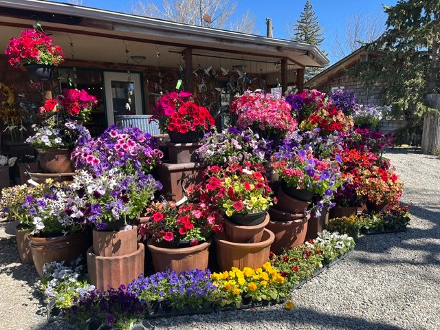 Colourful container displays at Vale's Greenhouse
