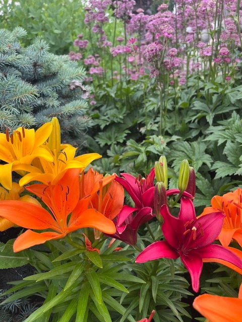 Orange and pink lilies blooming in a garden