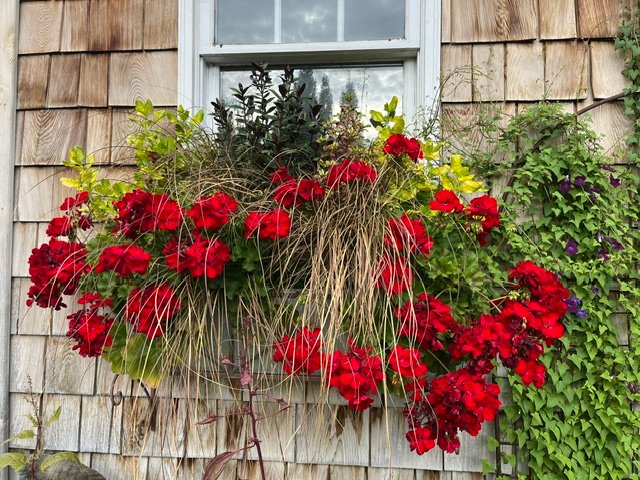 Red flowers spilling from a wall-mounted garden planter