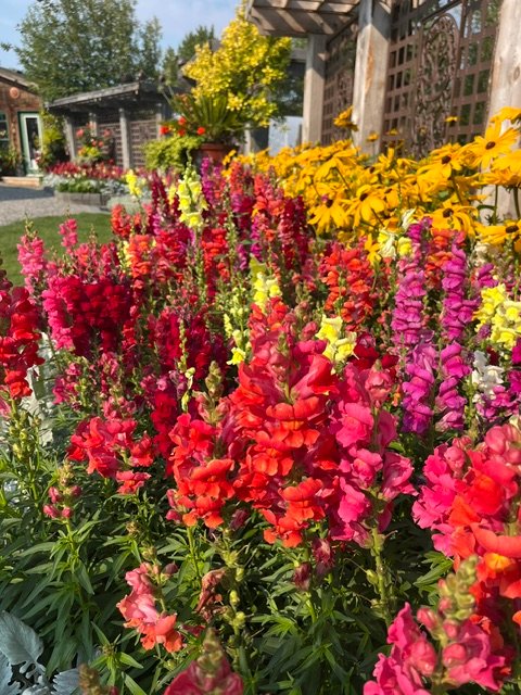 Colourful red and yellow summer flowers in a garden