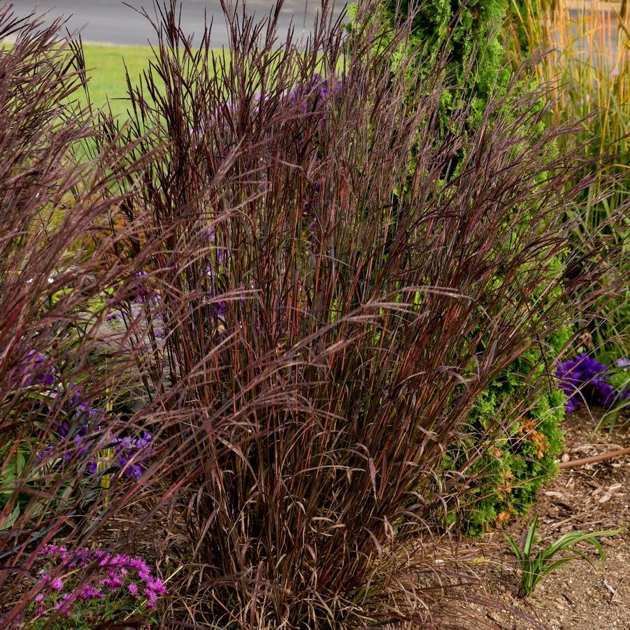 ‘Blackhawks’ Big Bluestem