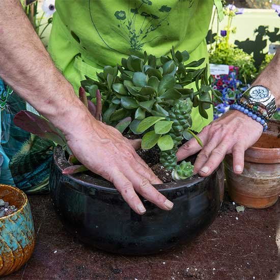 Annuals and container plants at Vale's Greenhouse