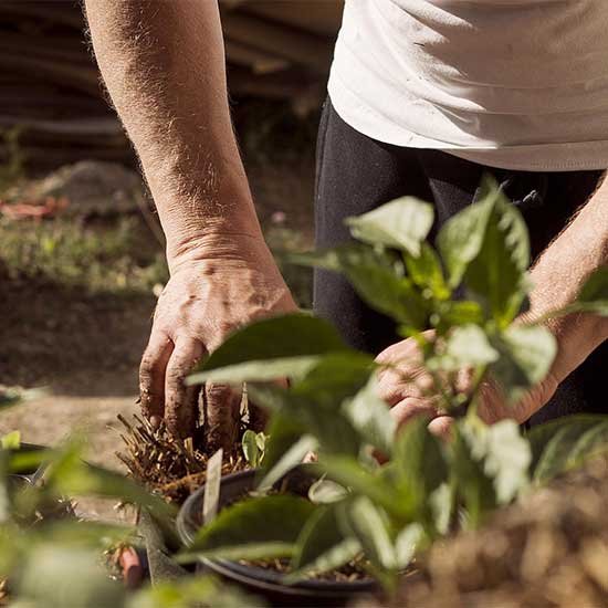 Vale's Greenhouse gift certificates